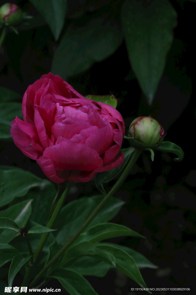 芍药花  