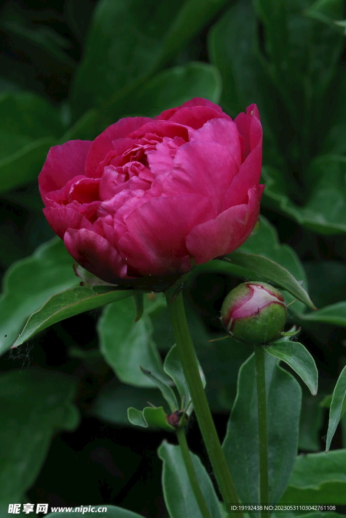 芍药花 