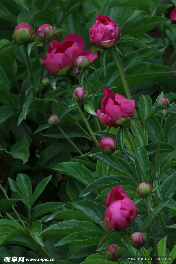 芍药花 