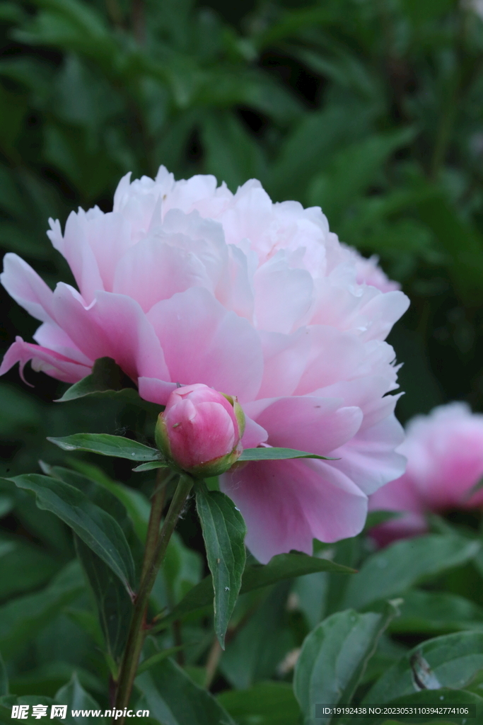芍药花 