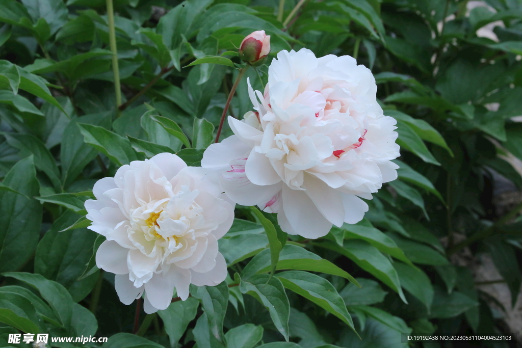 芍药花  