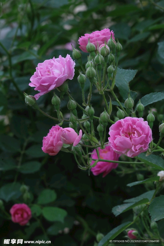 蔷薇花