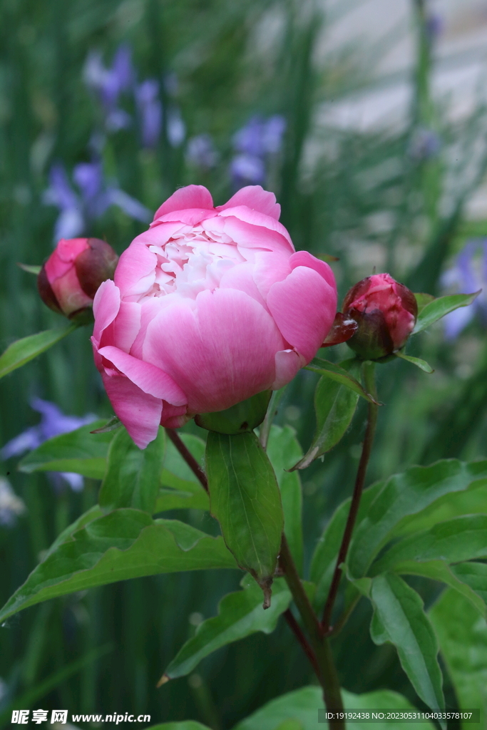 芍药花 