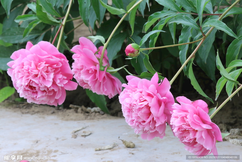 芍药花  