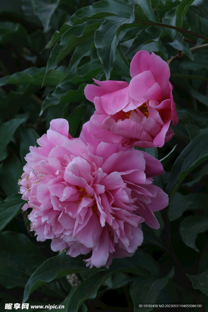 芍药花 