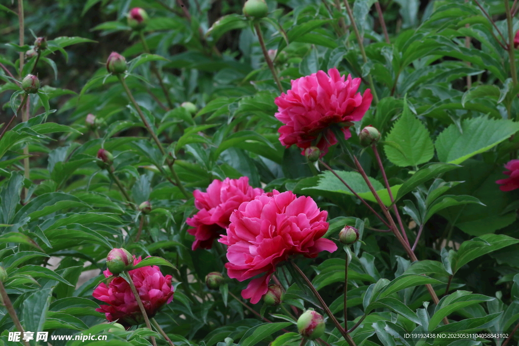 芍药花