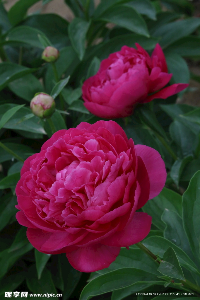 芍药花