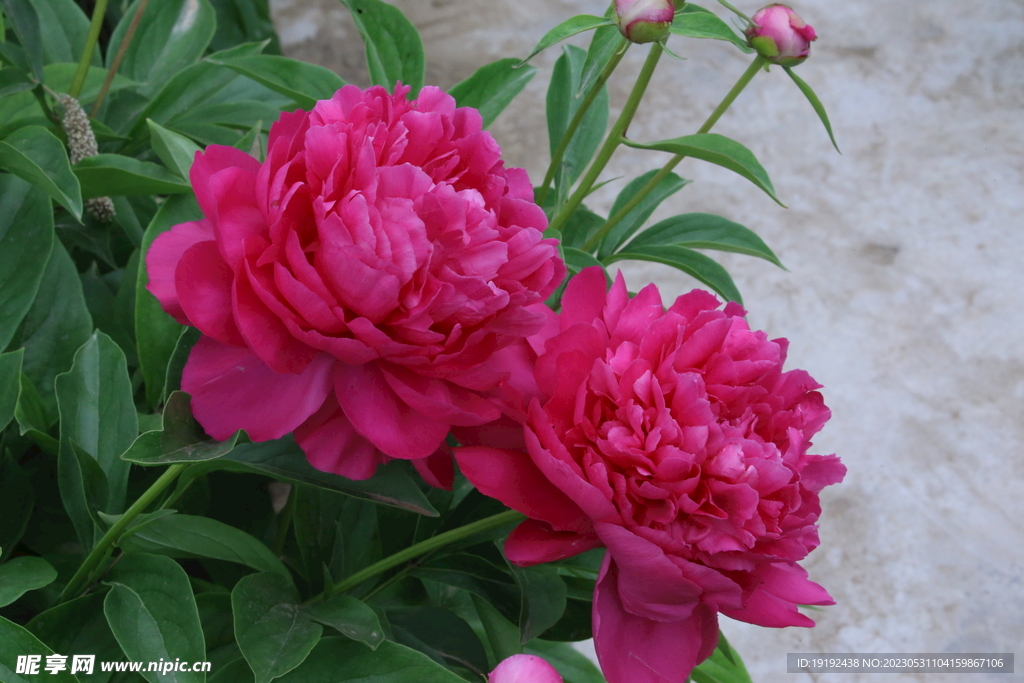 芍药花