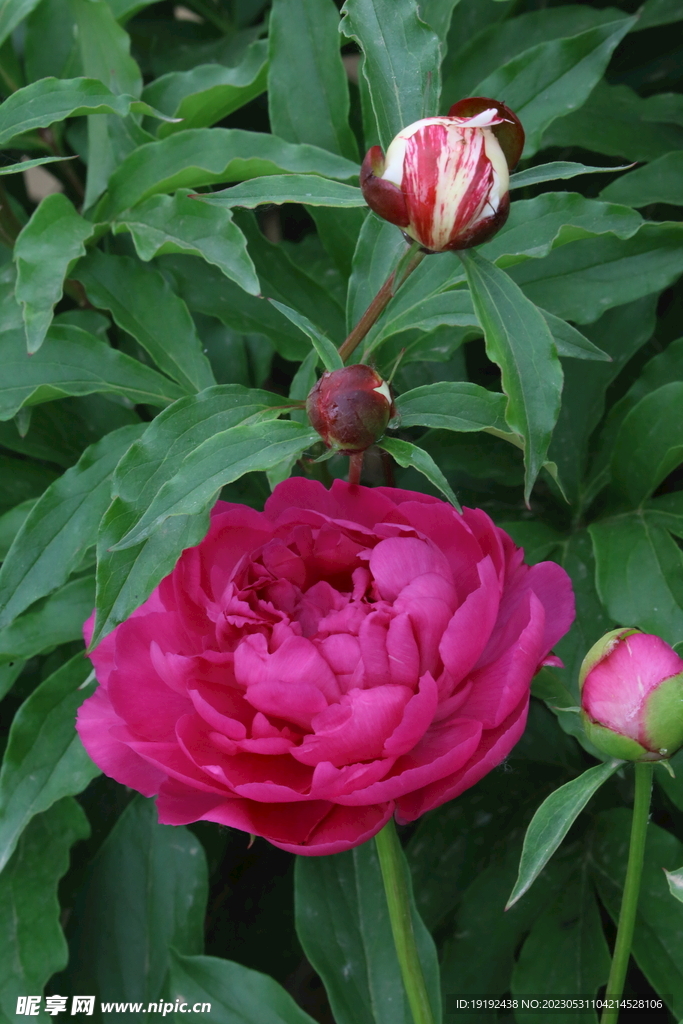芍药花  