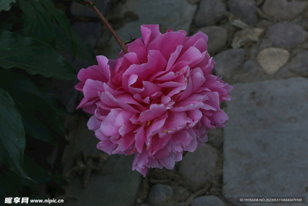 芍药花
