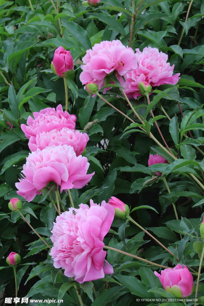 芍药花 