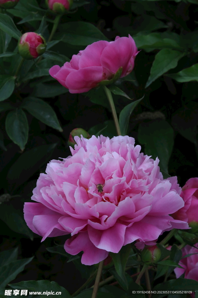 芍药花 