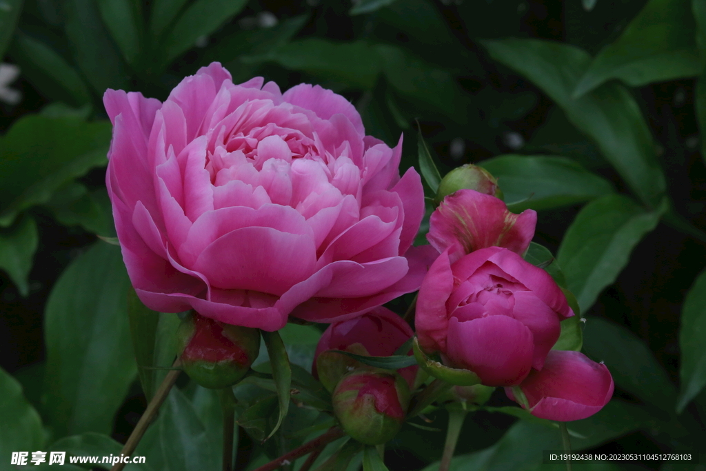 芍药花