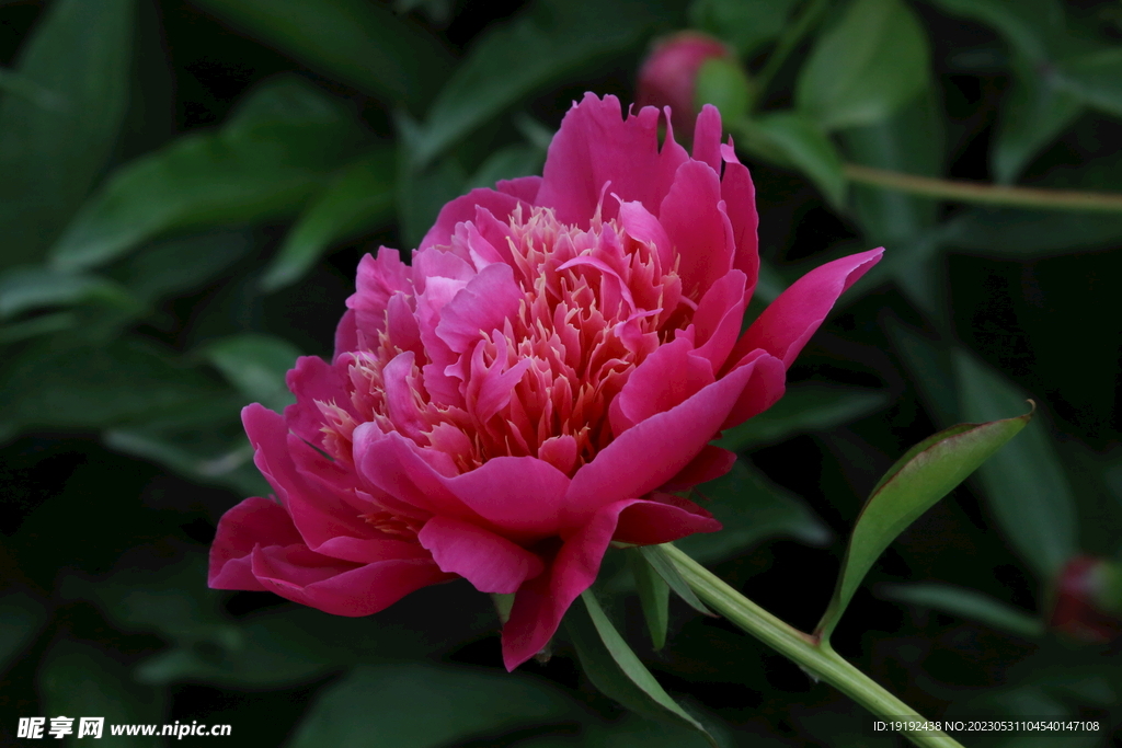 芍药花 