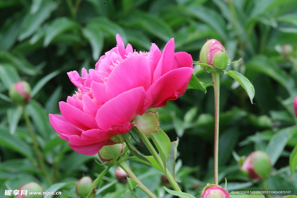 芍药花 