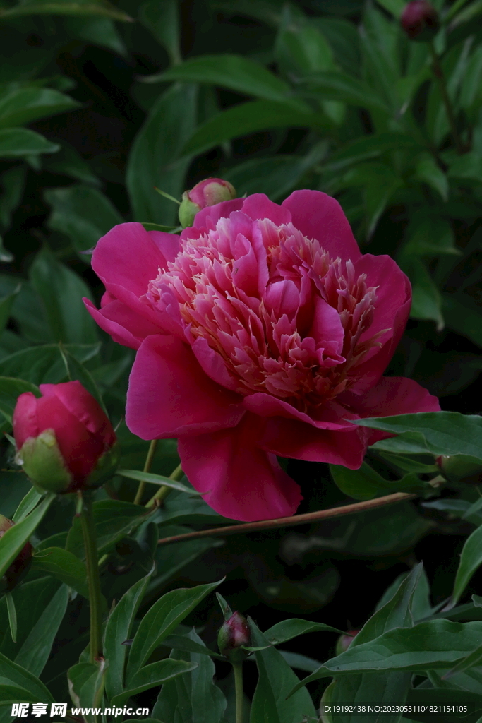芍药花 