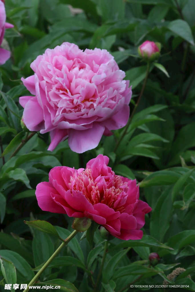 芍药花 