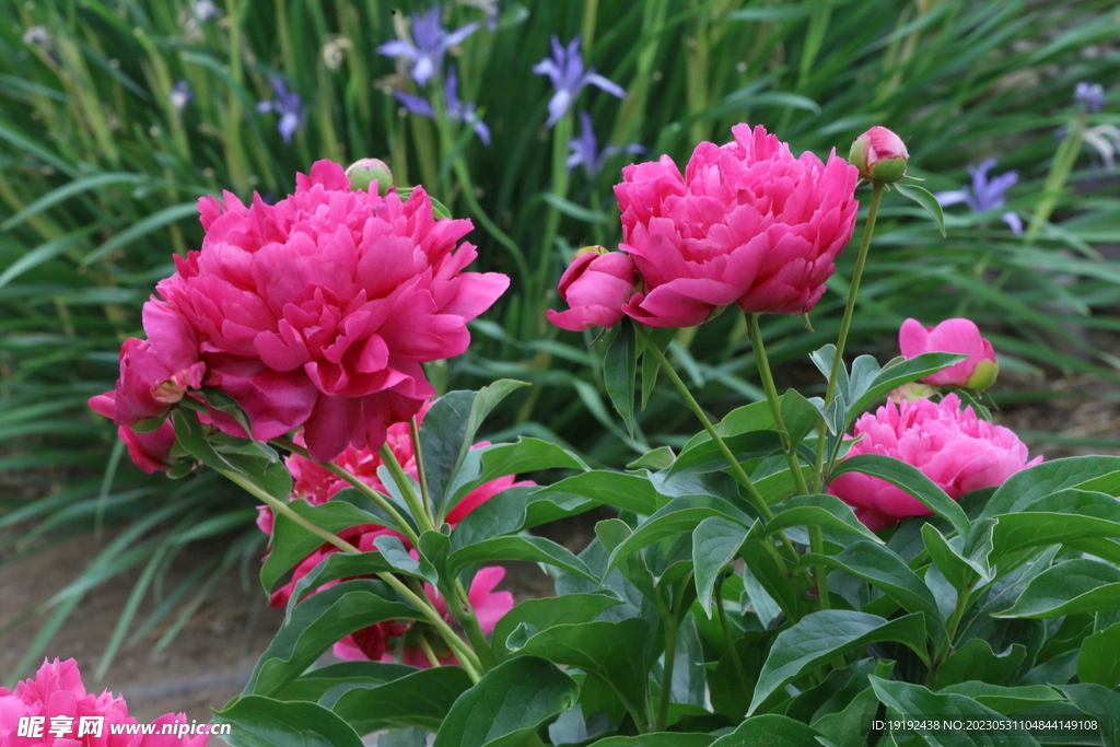芍药花  