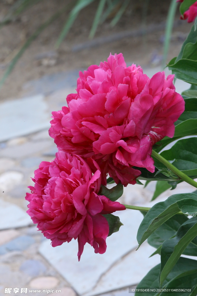 芍药花 