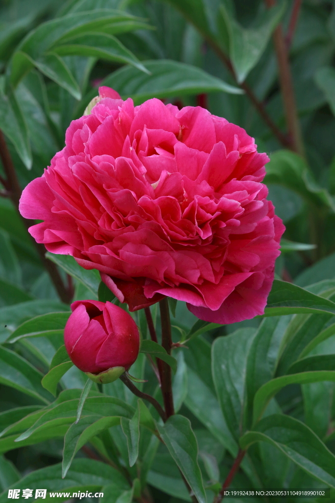 芍药花 