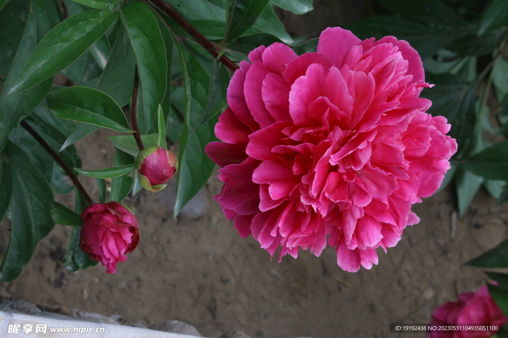 芍药花