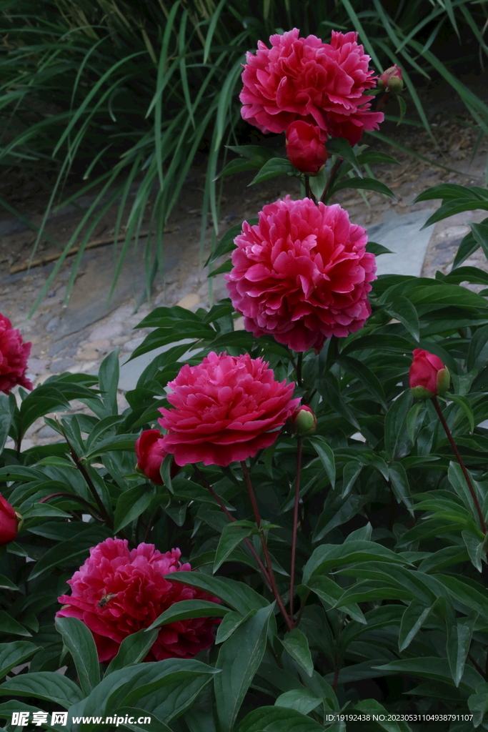 芍药花 