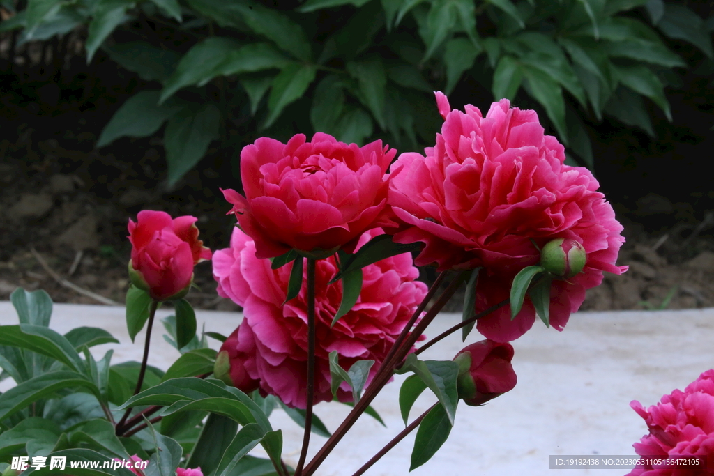 芍药花 