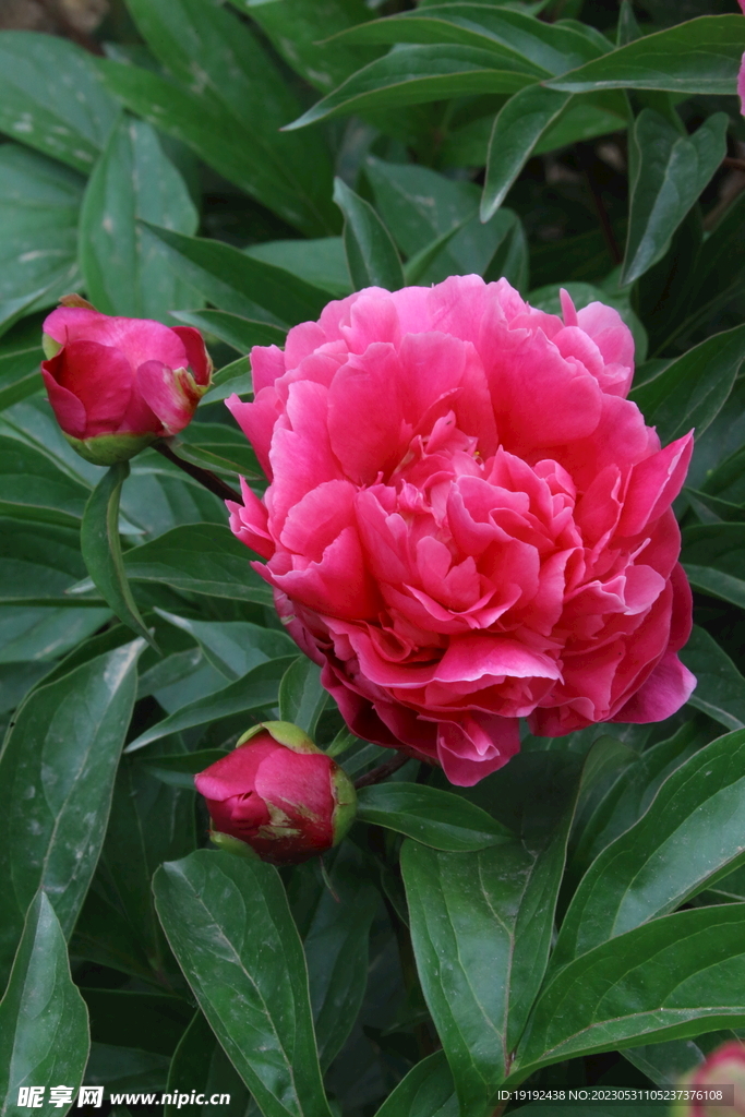 芍药花