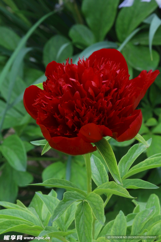 芍药花 