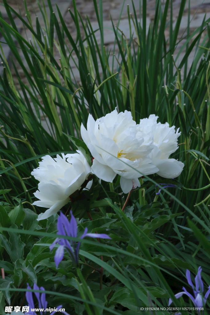 芍药花 