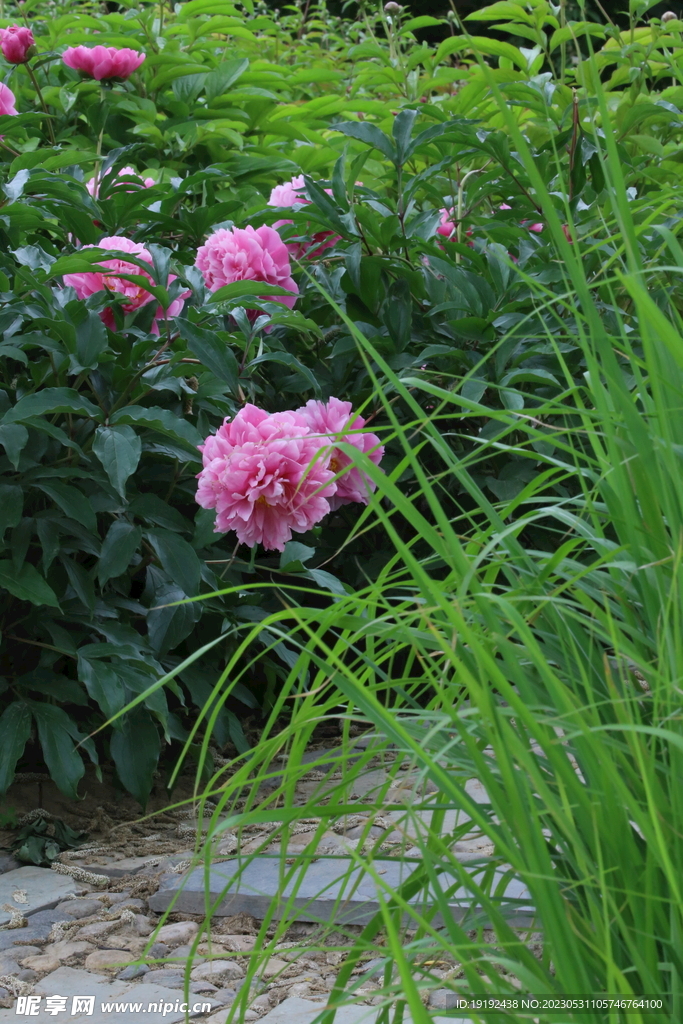 芍药花 