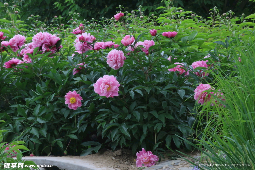 芍药花 