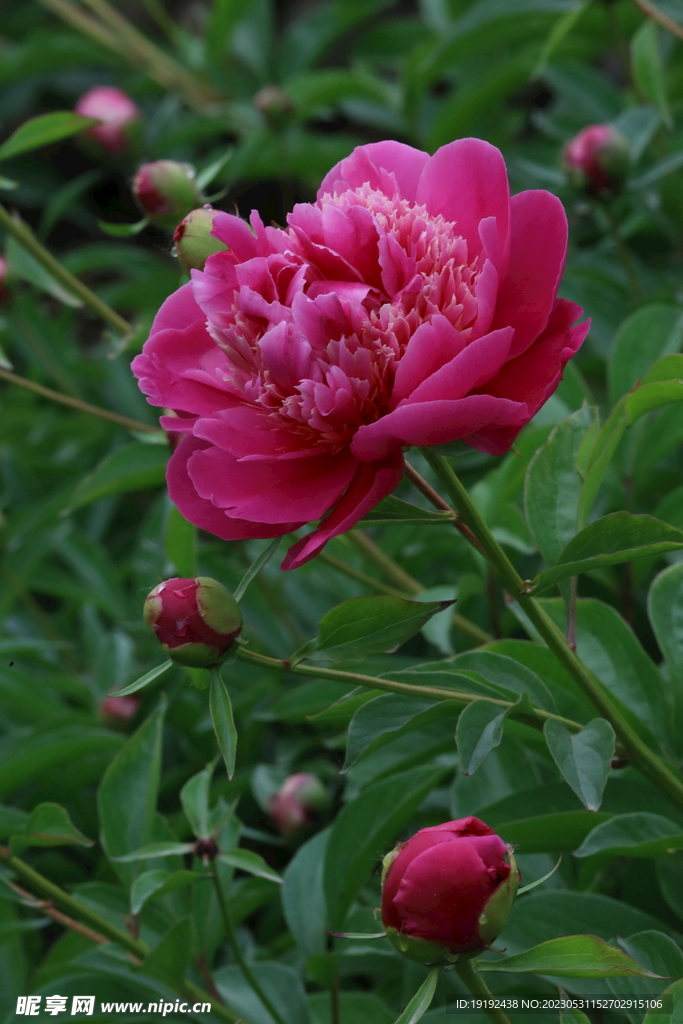 芍药花