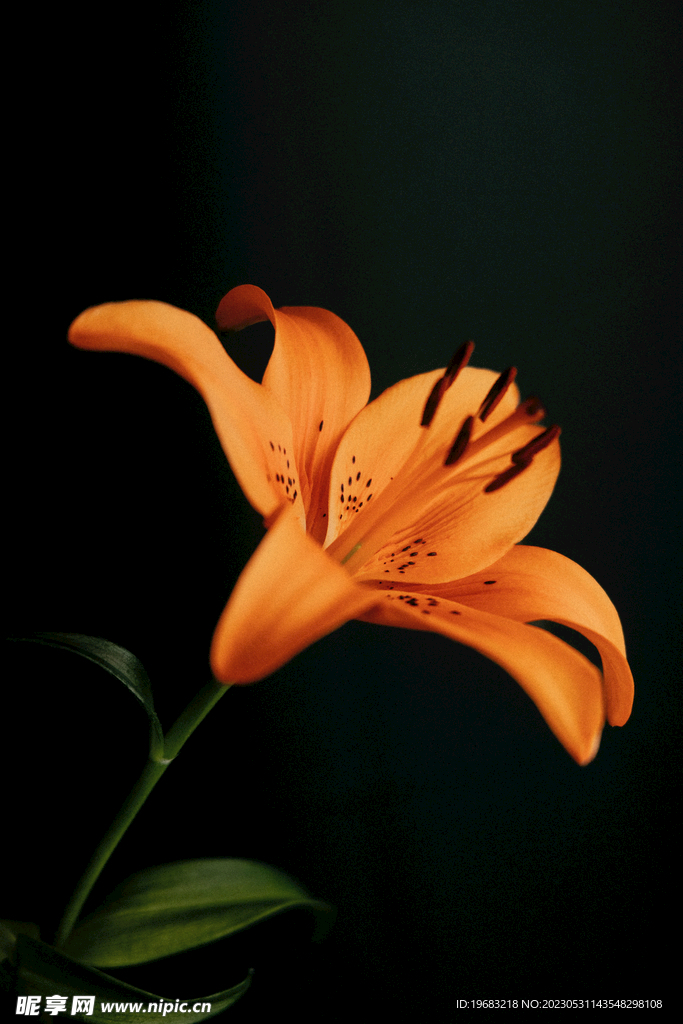 百合花
