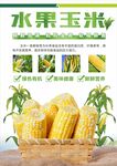 玉米海报