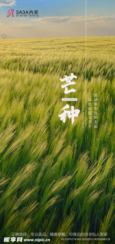 芒种