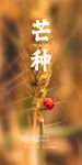芒种