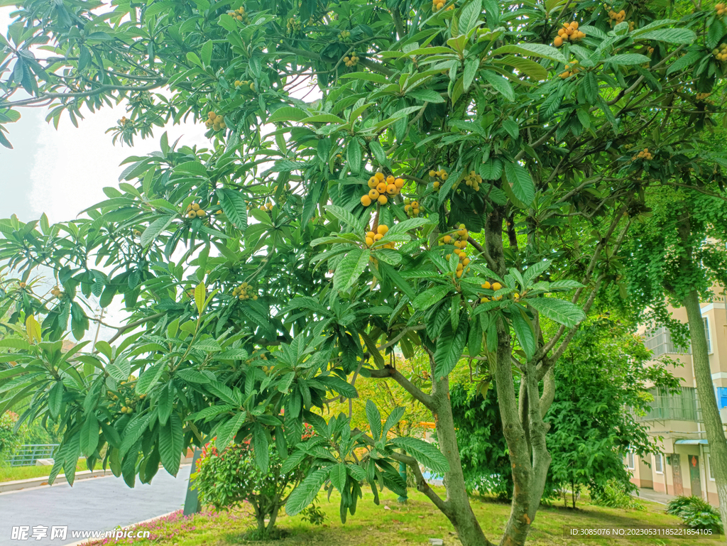琵琶果树