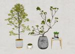 绿植物模型