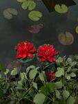 睡莲