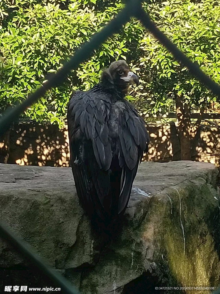 秃鹫