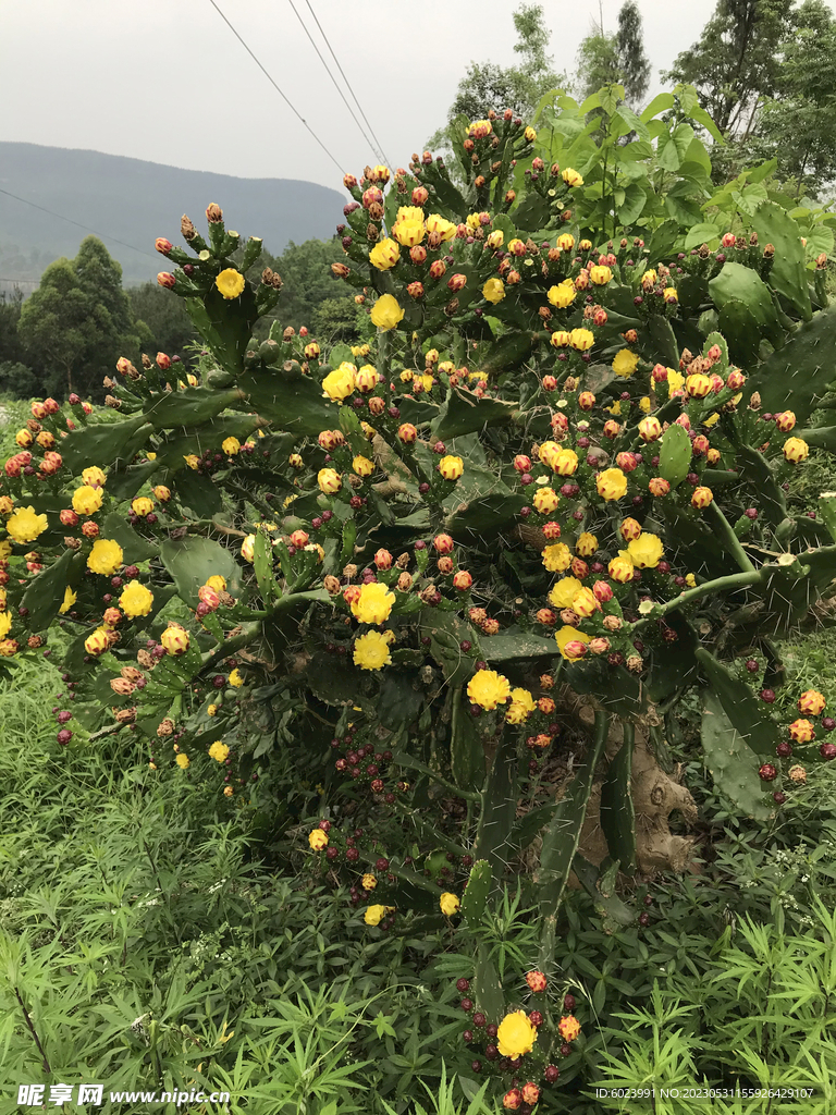 仙人掌