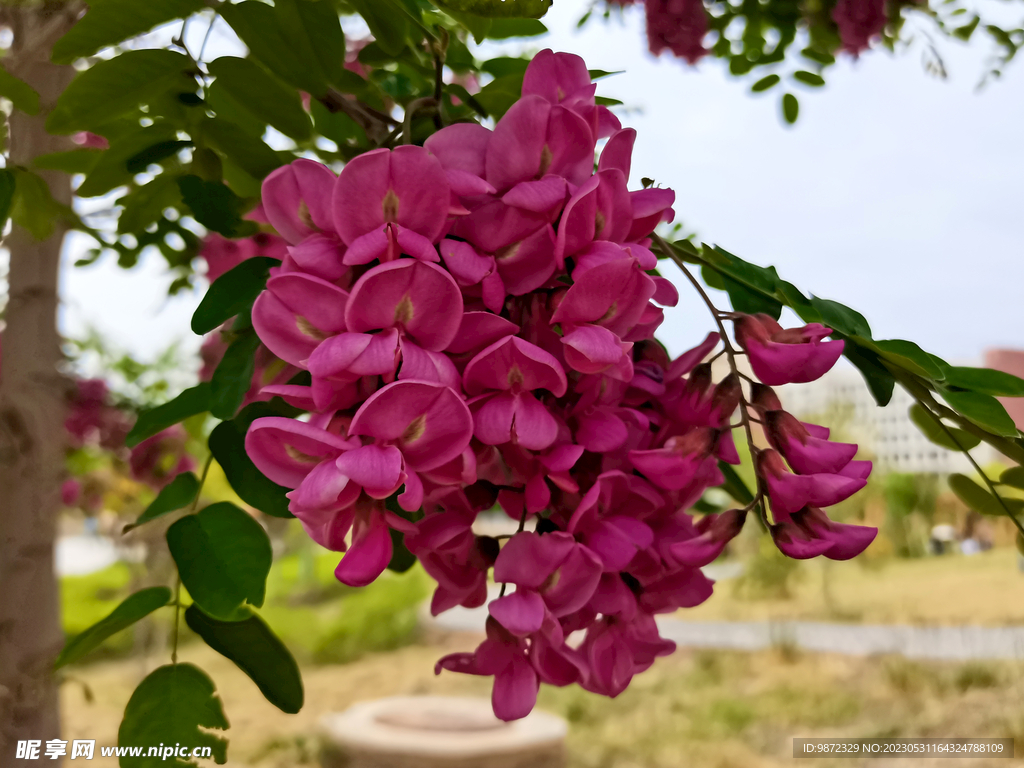 香花槐