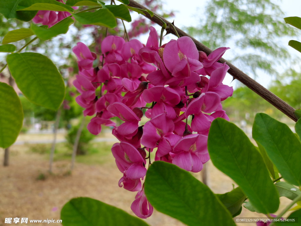 香花槐