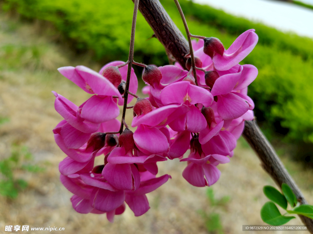 香花槐