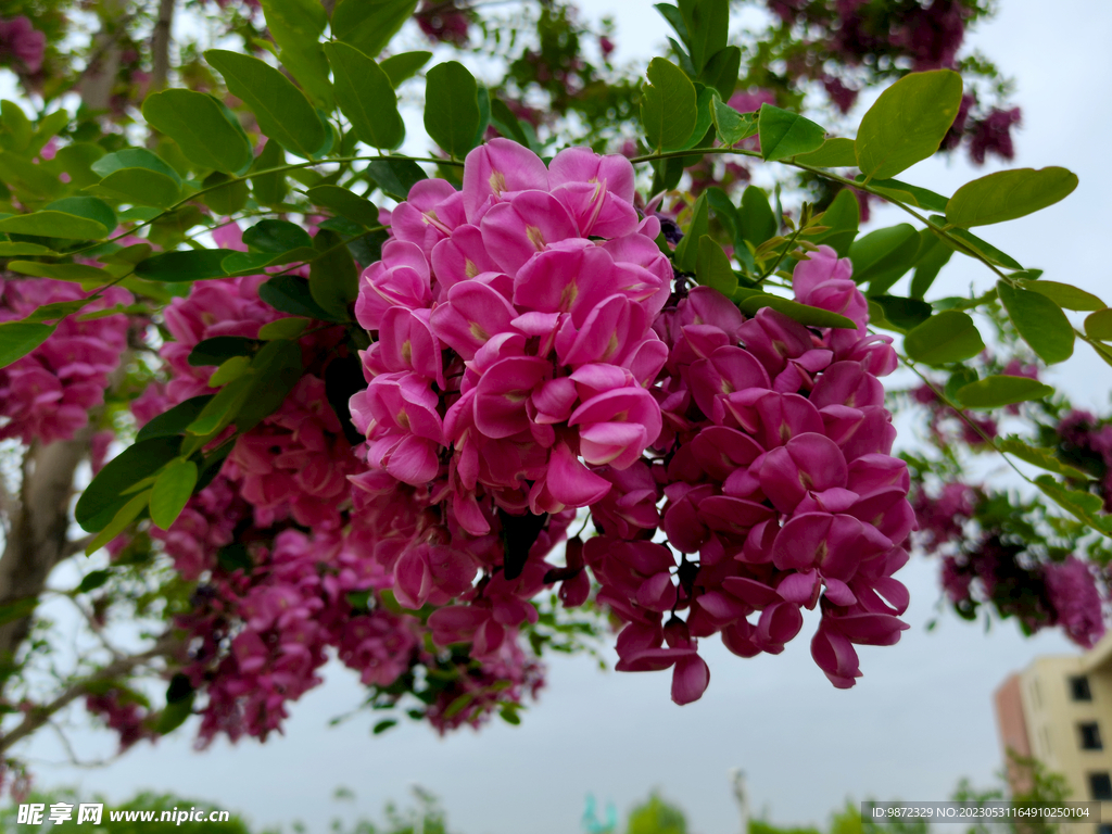 香花槐