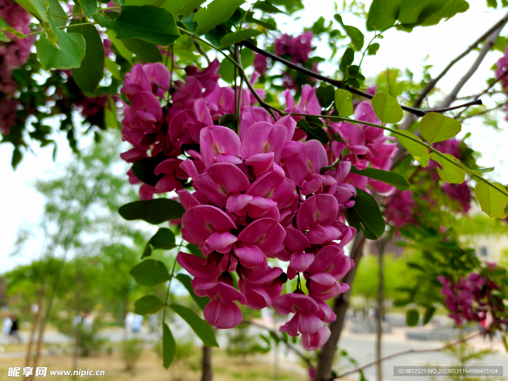 香花槐