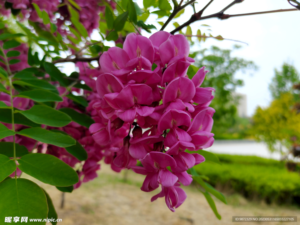 香花槐