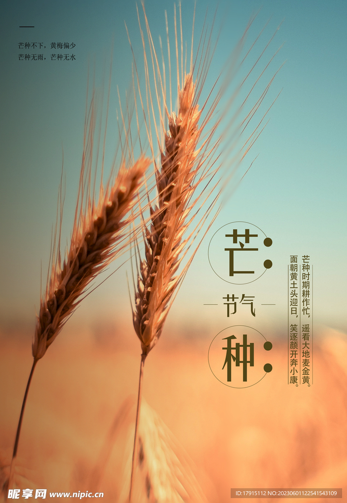 芒种