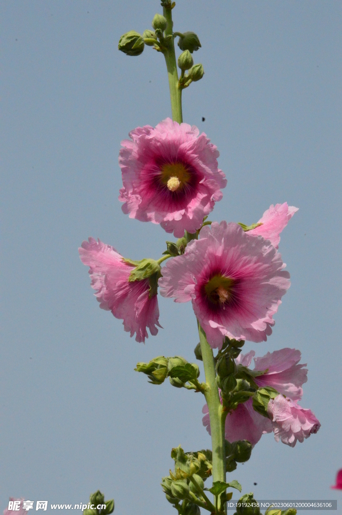 蜀葵 